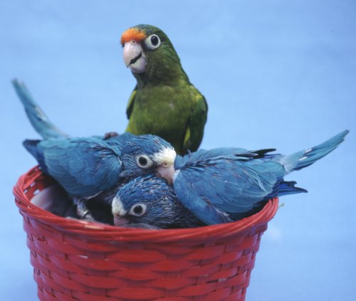 This is a clutch of siblings. The parentage was a blue female with a split to blue male. The resulting clutch consisted of two blues and one normally colored bird.
