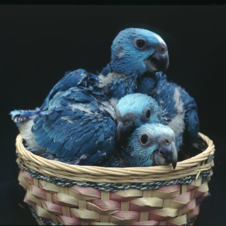 Clutch of three blue mutation yellow-nape Amazon chicks