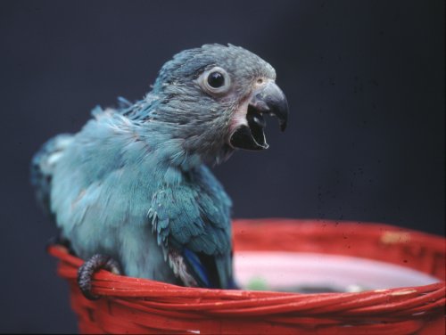 The blue duskies striking appearance is almost that of a miniature Spix's Macaw.