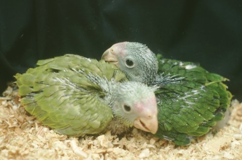 These are a pair of siblings that resulted from the breeding of two normally colored adults.