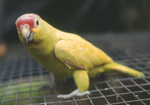 This is a yellow female with a distinct green wash to the overall yellow coloration of the body and wing feathers.