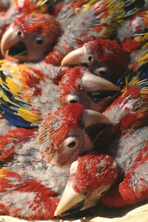 These photos of the incredible ocean of colors that the Scarlet Macaws are famous for, were taken while the babies were being transported into another building where they will be housed with others of similar developmental maturity.