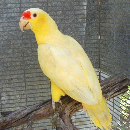 Another beautiful Buttercream Yellow Red-lored Amazon showing the almost white centers to its wing coverts that are edged in a brilliant yellow.