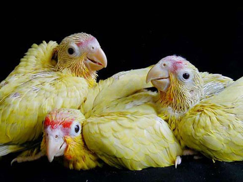 A unique clutch of three beautiful Buttercream Yellow Red-lored Amazons.